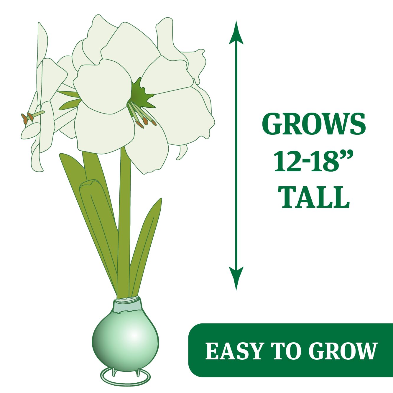 Green Base Waxed Amaryllis Flower Bulb with Stand, No Water Needed