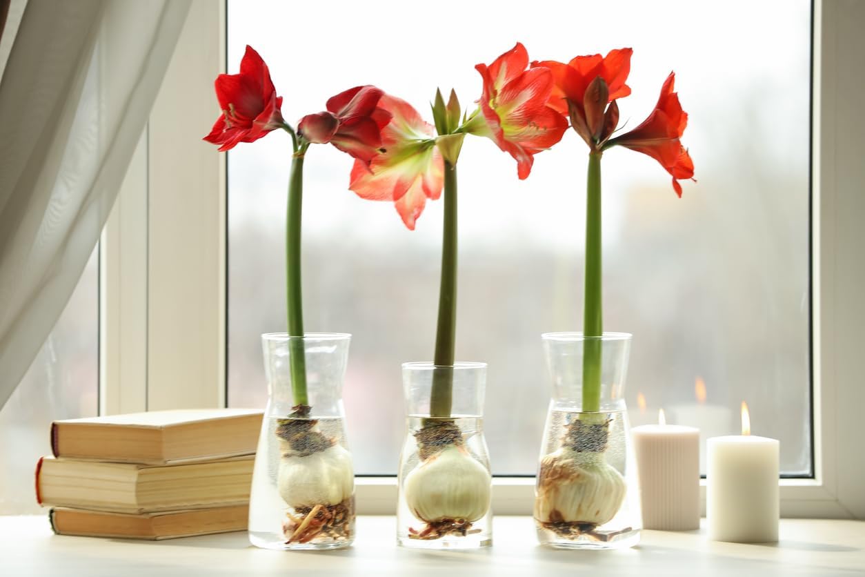 Amaryllis 'China Star' stuns with its Striking red-Orange Petals Edged in White, Creating a Bold and Elegant Contrast. Double Amaryllis Amaryllis 'China Star' 28-39 cm. Bare Root Bulb.