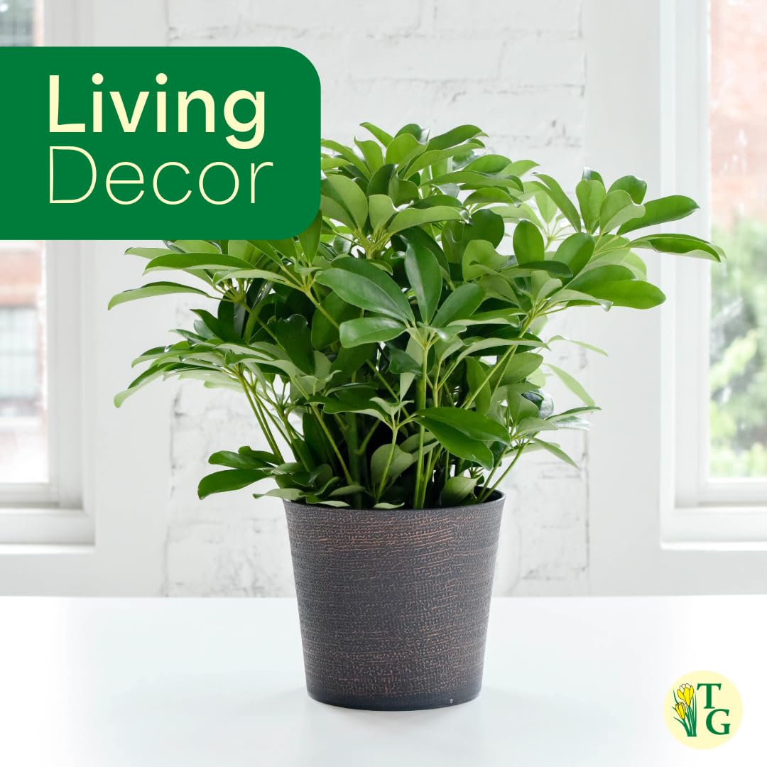 Thorsen's Greenhouse Live Arboricola Umbrella Tree Plant, Schefflera Arboricola, Natural Air Purifier, Easy to Grow, Live Indoor Houseplant, 4-inch Diameter (Brushed Silver)