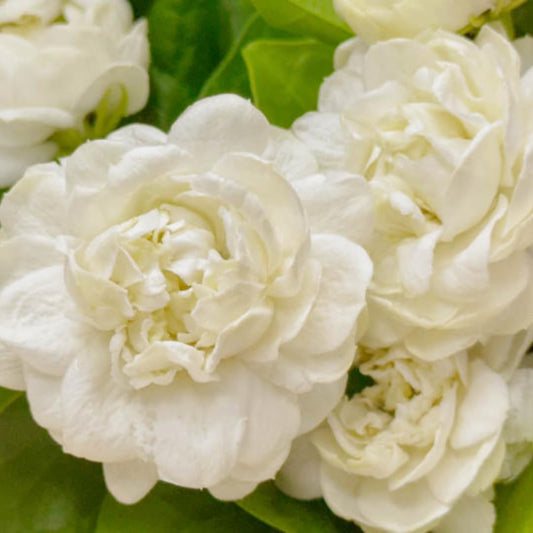 3 Count Jasmine Live Plant | Grand Duke of Tuscany Jasmine | Produce Fragrant Flowers | Live Jasmine Plant for Outdoor Garden or Home Office | 4 to 6 Inc