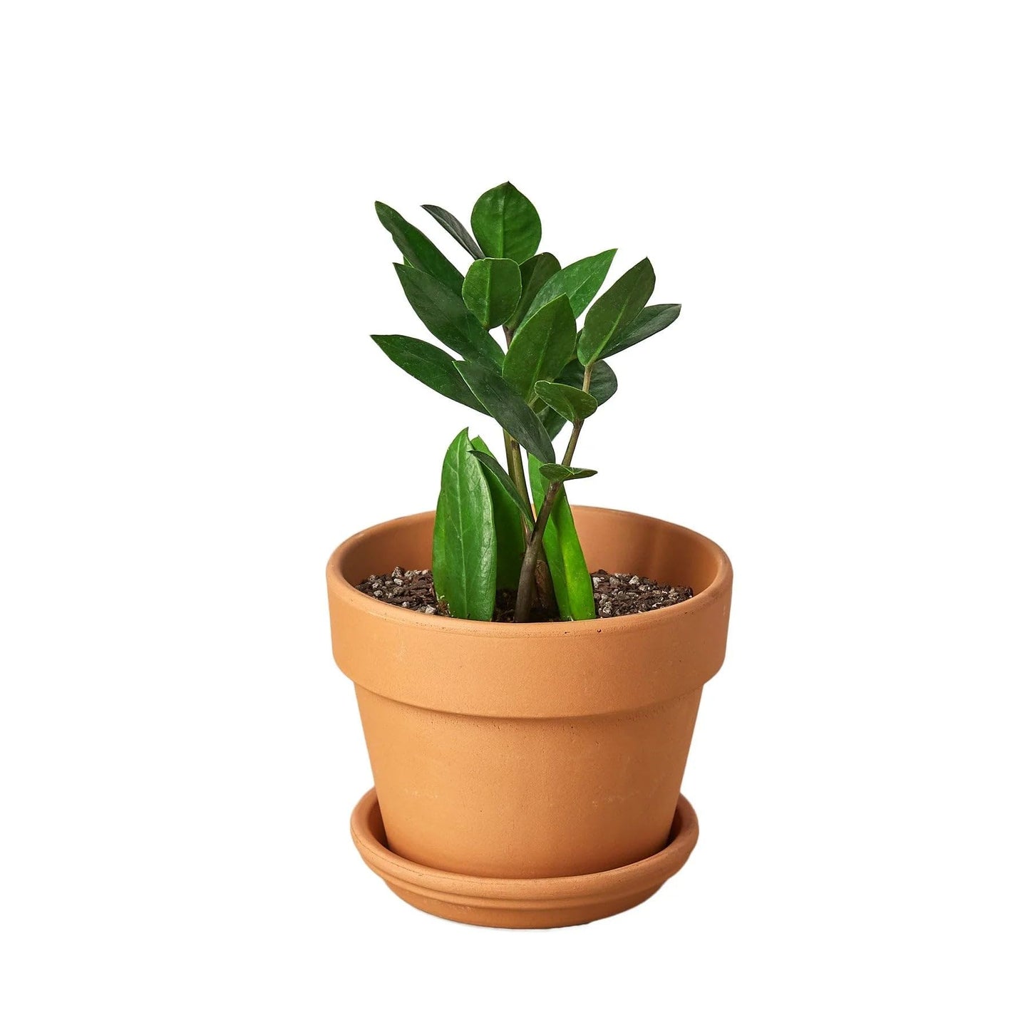4 Pack Zamioculcas Zamiifolia ZZ in 4in Pot - Live Plants Tropical Houseplants | Variegated | USA Growers | The Snobby Leaf