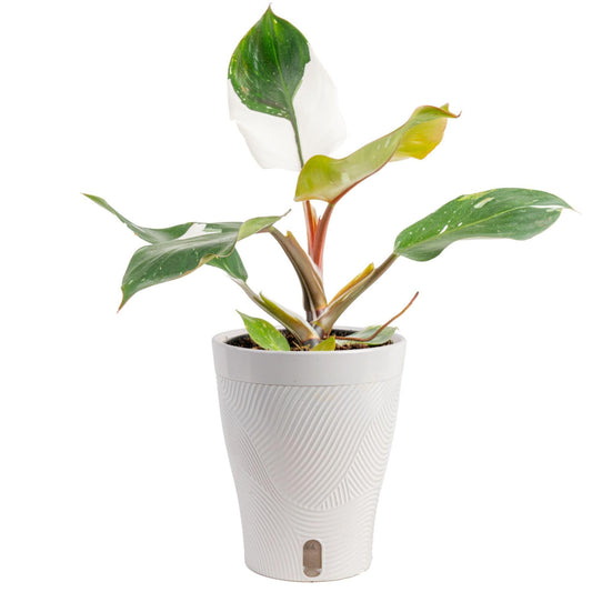 Costa Farms Philodendron White Knight Live Plant in Self Watering Pot, Indoor Houseplant, Perfect for Home, Room, or Office Decor, Great House Warming or Birthday Gift, 12-18 Inches Tall