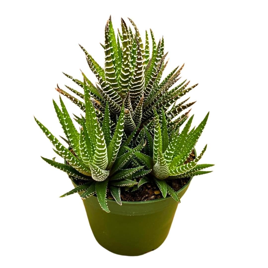 BubbleBlooms Zebra Haworthia, 4 inch Pot Haworthiopsis attenuata