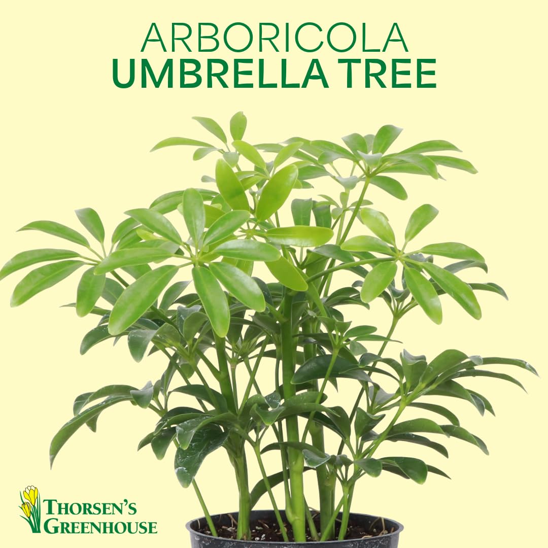 Thorsen's Greenhouse Live Arboricola Umbrella Tree Plant, Schefflera Arboricola, Natural Air Purifier, Easy to Grow, Live Indoor Houseplant, 4-inch Diameter (3 Pack Nursery Pots)