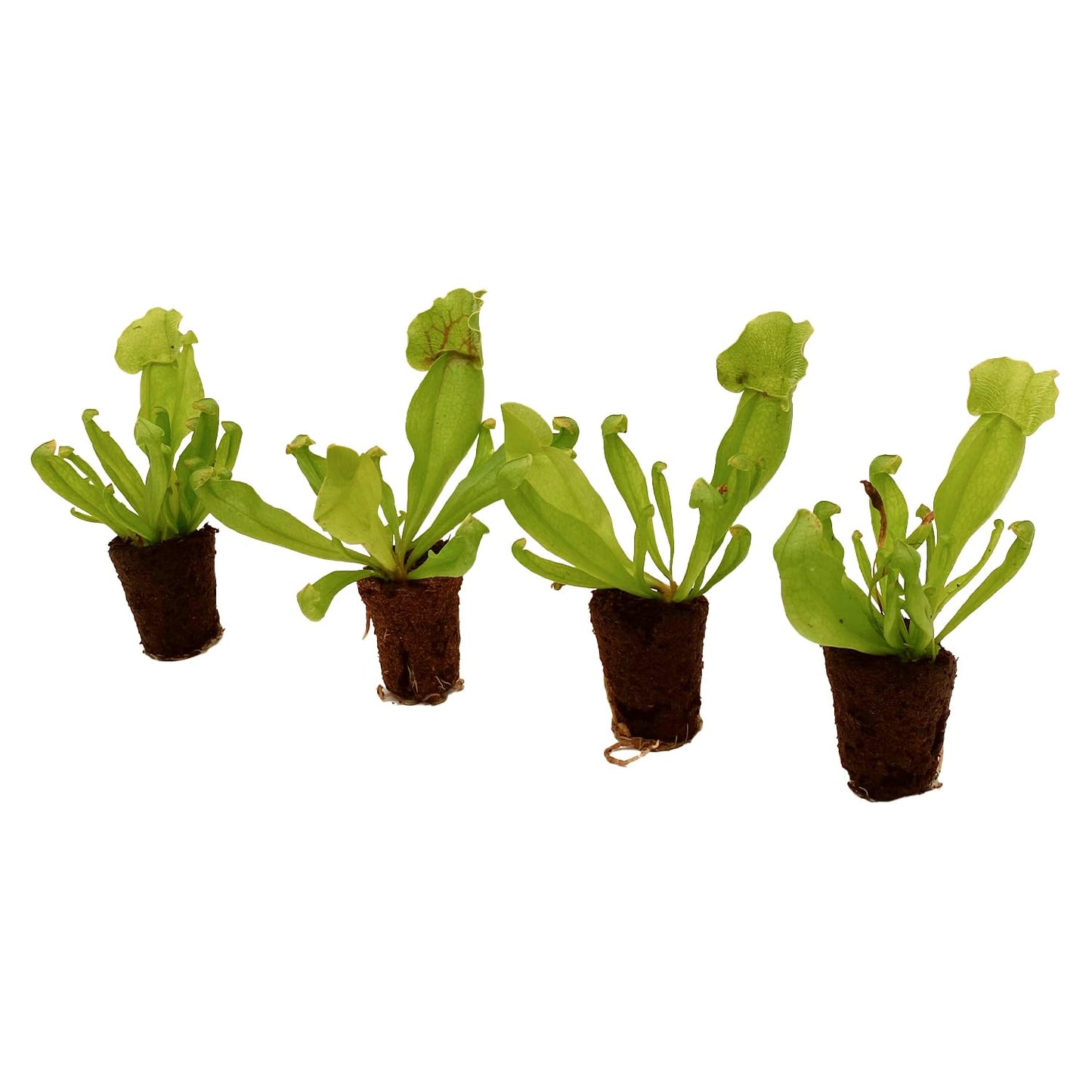 ragnaroc Sarracenia Purpurea SSP. Venosa 2-4" (Purple Pitcher Plant) 4ct – Live Plant for Indoor Outdoor Use, Carnivorous Plants – Live Arrival Guaranteed