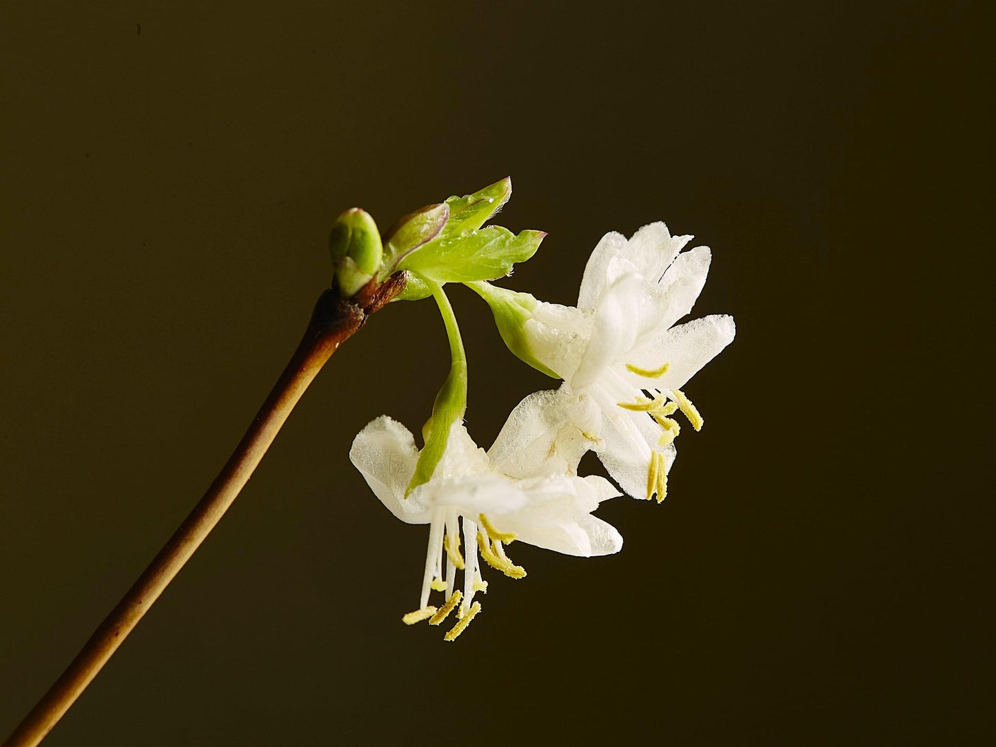 Greenwood Nursery: Live Shrub Plants - Winter Honeysuckle + Lonicera Fragrantissima - [Qty: 1x 3.5 Pot] - (Click for Other Available Plants/Quantities)