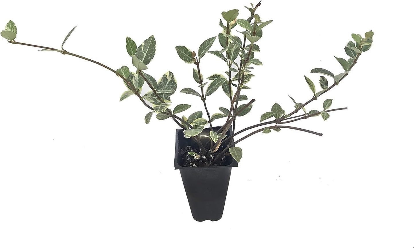 Variegated Asiatic Jasmine Minima | 20 Live Plants | Easy-Grow Ground Cover | Lush, Trailing Green and White Foliage | Perfect for Gardens and Landscape Borders | Hardy Evergreen Plant
