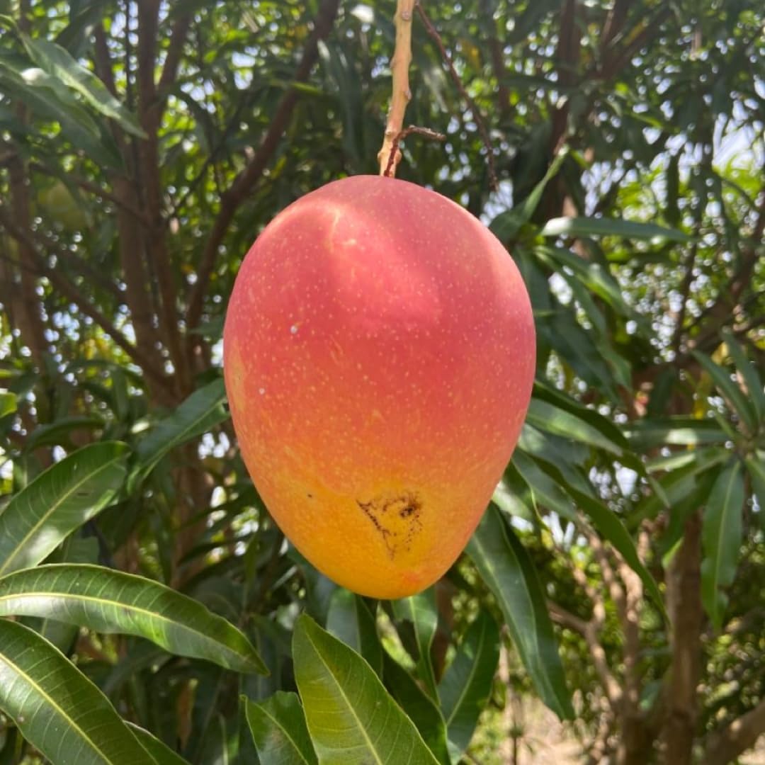 Grafted Valencia Pride Yellow Mango Plant 2.5–3 Ft | Live Mango Fruit Tree | Fast-Growing Tropical Variety for Outdoor Growing & Container Gardening | No Ship to CA,HI,AK