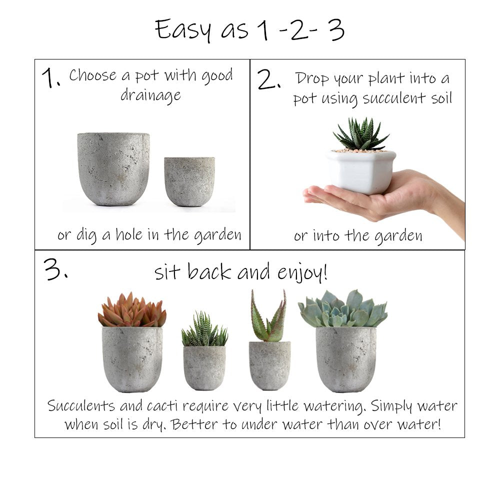 Assorted Cactus Collection 2.5" 12 pack
