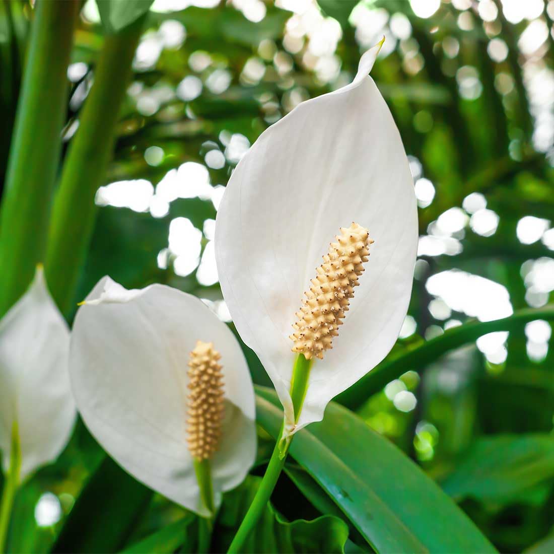American Plant Exchange Peace Lily, Live Spathiphyllum Plants, 4-Inch Pots, 3 Pack in Deco Covers, Flowering Houseplants, Easy Care, Low Light, Perfect for Housewarming, Sympathy, or Party Gifts