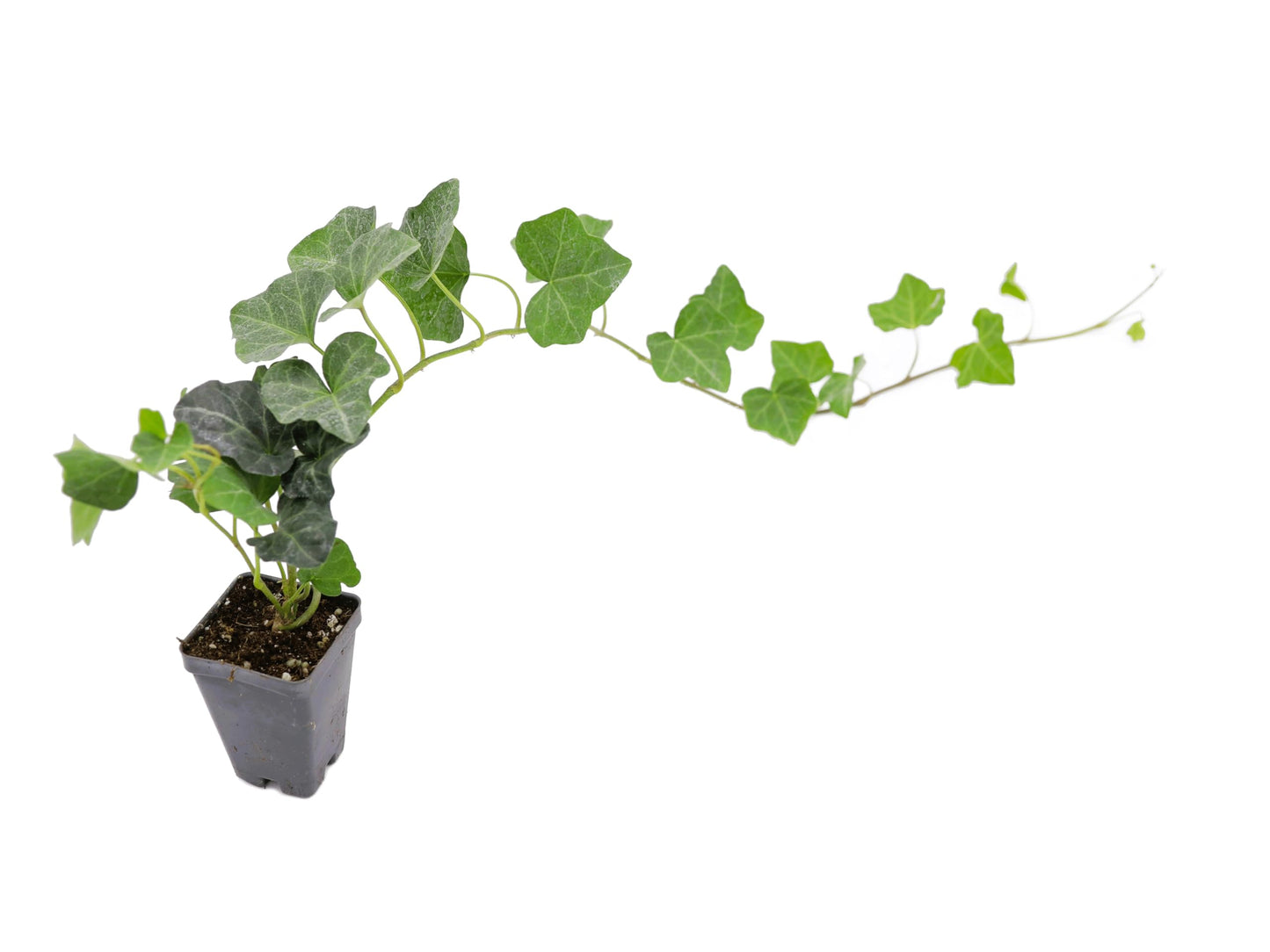 Greenwood Nursery: Live Ground-Cover Plants - English Ivy + Hedera Helix - [Qty: 3X Pint Pots] - (Click for Other Available Plants/Quantities)