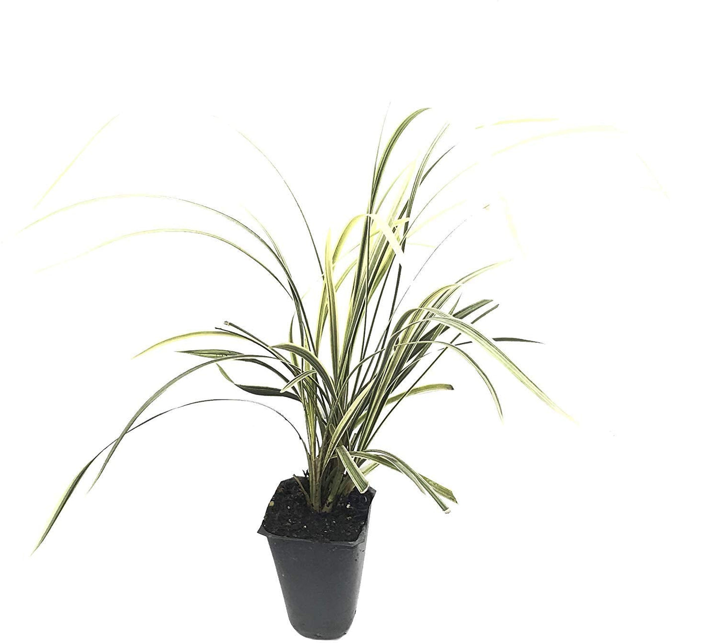 Aztec Grass - 3 Live Plants - Variegated Liriope - Ophiopogon Intermedius Argenteomarginatus