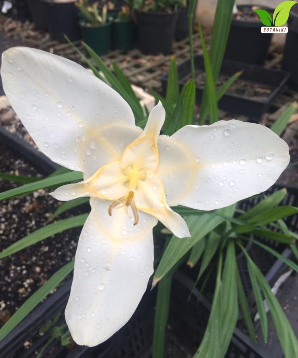 Votaniki Tigridia Pavonia Alba Immaculata Bulbs White Mexican Shell Flower Summer Bloom Garden Plants Cut Flower Use Sun to Part Sun Outdoor Planting (Pack of 5)