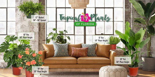 Majesty Palm - Live Palm Tree Plant - Tropical Plants of Florida - Overall Height 34" to 38" (Plant in Growers Pot)