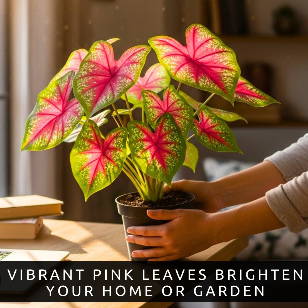 Pink Princess Caladium Bulbs for Planting – Vibrant Pink & Green Spotted Leaves, Easy-Grow Shade Plant, Tropical Color for Garden Beds, Borders & Containers (6 Bulbs)