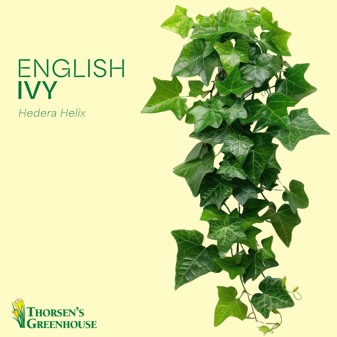 Thorsen's Greenhouse Live Green English Ivy Plant, Hedera Helix, Natural Air Purifier, Easy to Grow, Live Indoor Houseplant, (Sage - 6" Pot)