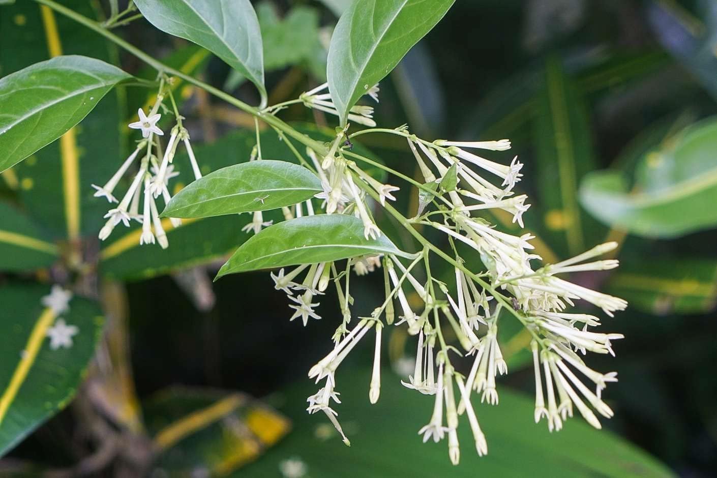 Night Blooming Jasmine I 30 Live Plants I Cestrum Nocturnum | Fragrant White Flowers for Evening Garden Bliss, Perfect for Container Gardening, Easy to Grow