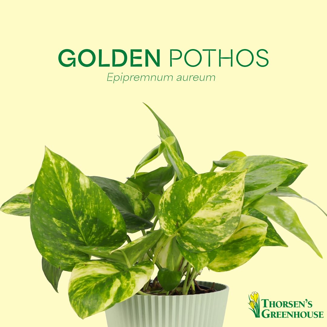 Thorsen's Greenhouse Golden Pothos, Live Indoor Vining Plant, Easy to Grow, Variegated Houseplant, Natural Air Purifier (White, 4-inch Pot)