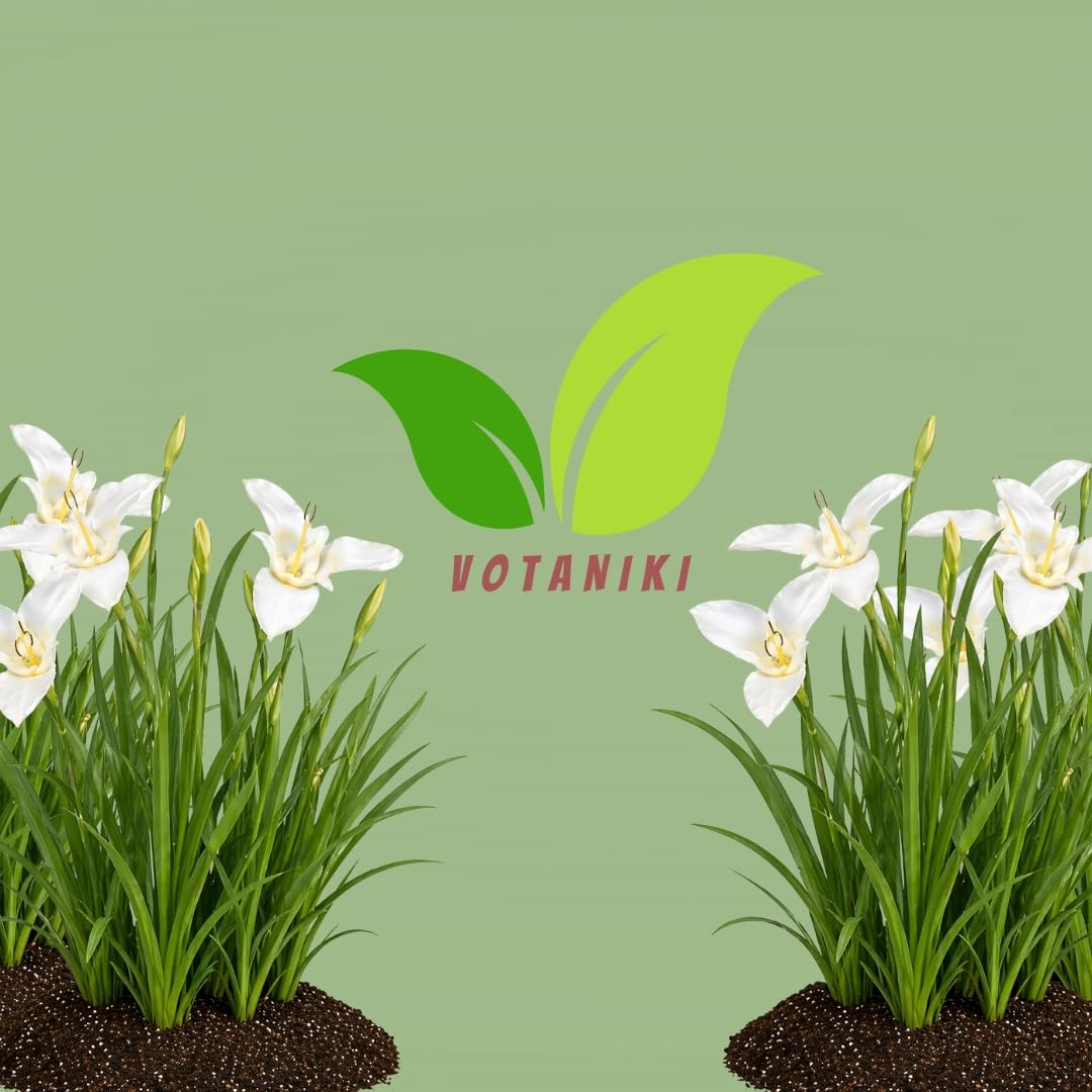 Votaniki Tigridia Pavonia Alba Immaculata Bulbs White Mexican Shell Flower Summer Bloom Garden Plants Cut Flower Use Sun to Part Sun Outdoor Planting (Pack of 100)