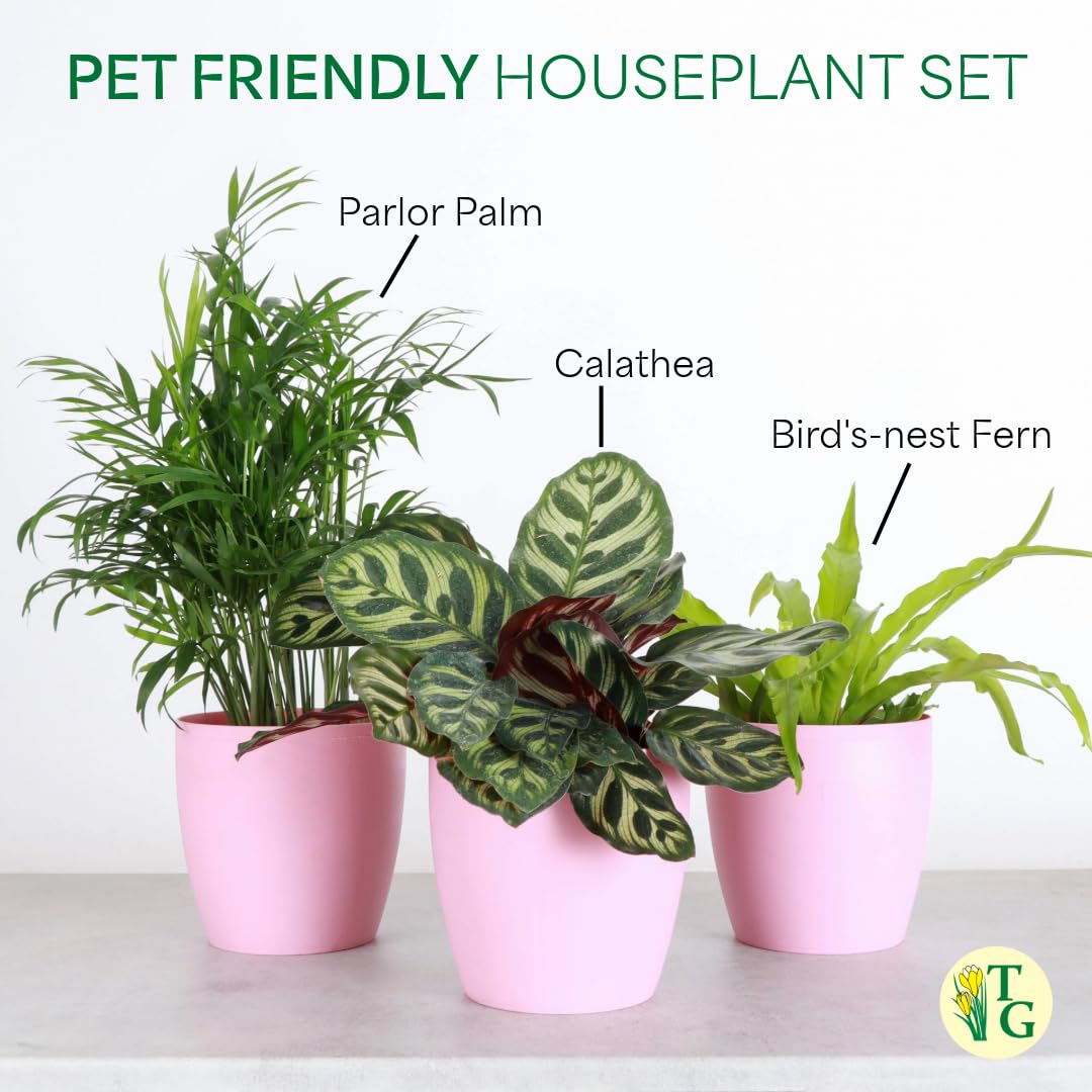 Thorsen's Greenhouse Live Pet Friendly Indoor Houseplants, Live Plants, Safe for Pets, 4" Diameter Pot, 3-Pack (Brushed Silver)