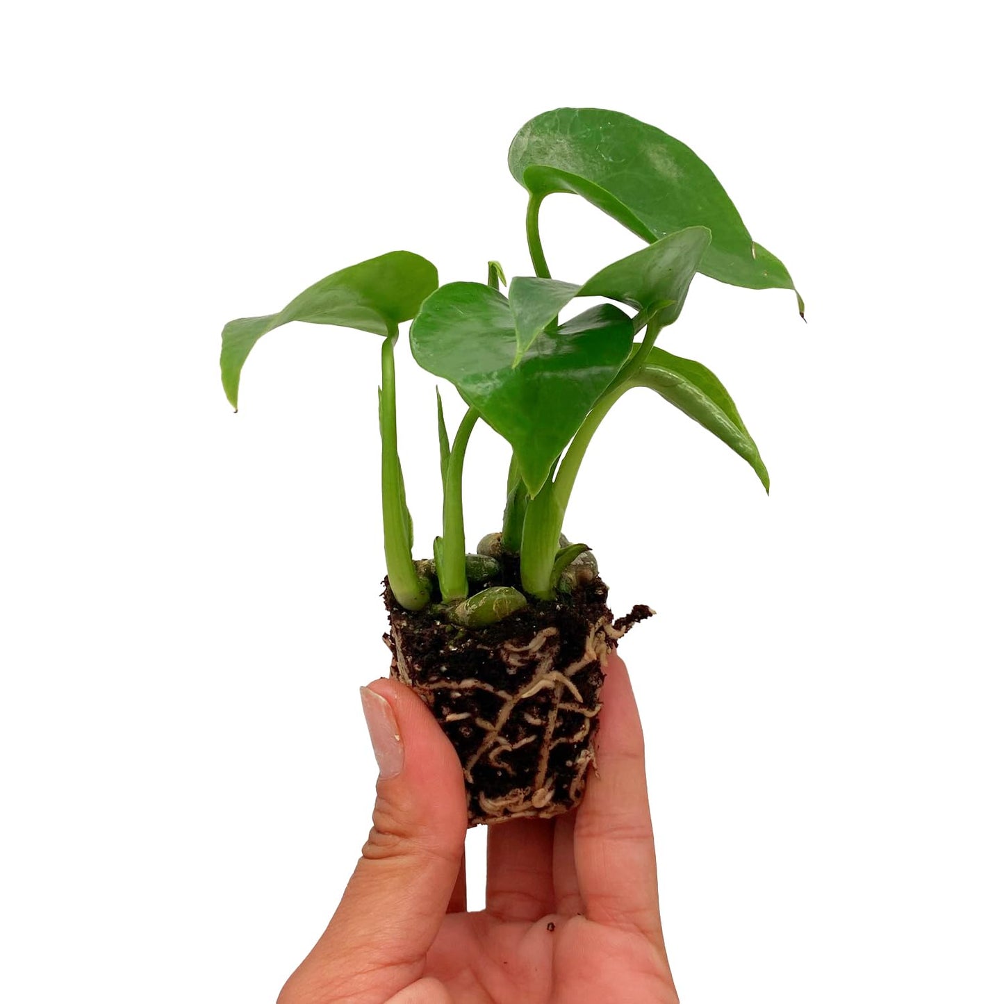 ragnaroc Monstera Deliciosa 2-4" 4ct – Live Plant for Indoor Outdoor Use, Garden & Landscaping – Live Arrival Guaranteed