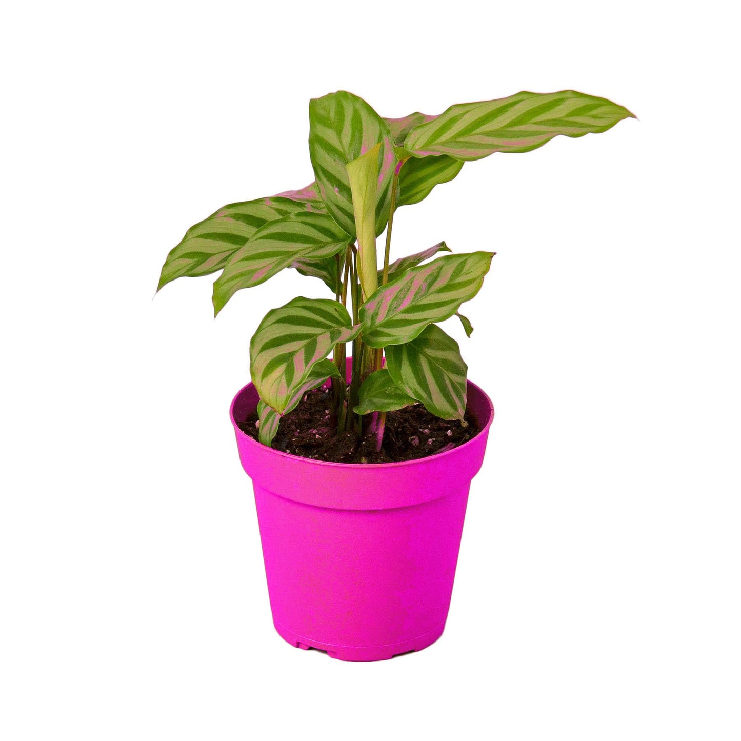 5 Pack Calathea Concinna 'Freddie' in 6in Pot - Live Tropical Houseplant - Easy to Grow | Air Purifying | Pet Friendly | Variegated | USA Growers | The Snobby Leaf