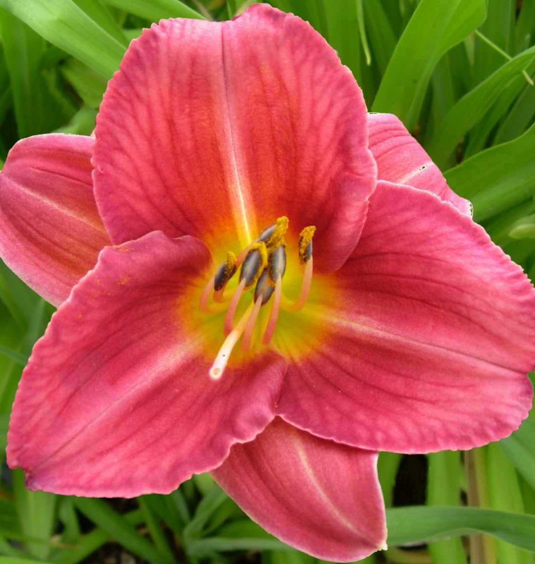 Votaniki Hemerocallis 'Rosey Returns Daylily' - Long Blooming, Perennial Daylily Bare Root for Plant | Perfect Addition to Any Garden - Easy to Gow and Low Maintenance (2 Pack)