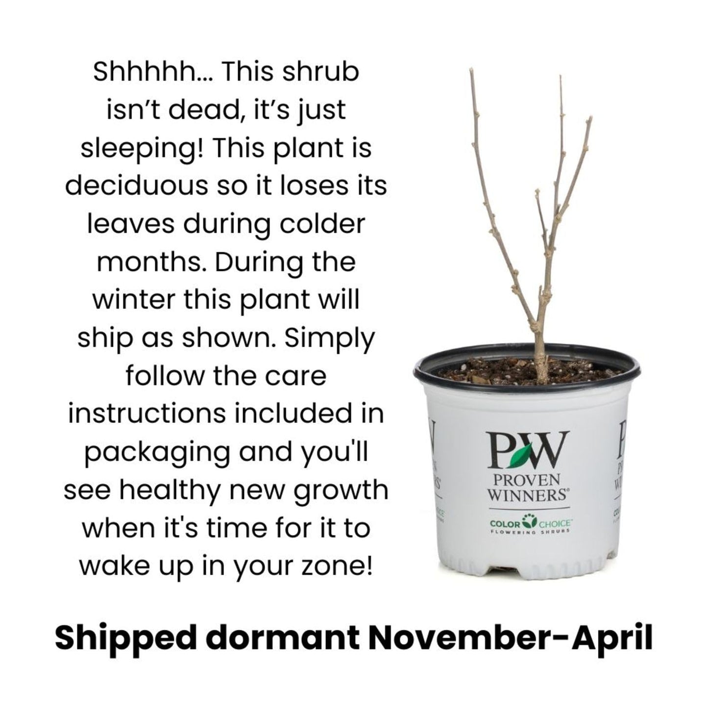 Proven Winners Pugster Pico Punch Butterfly Bush (Buddleia x) Live Plant, 4.5" Qt, 4 Pack