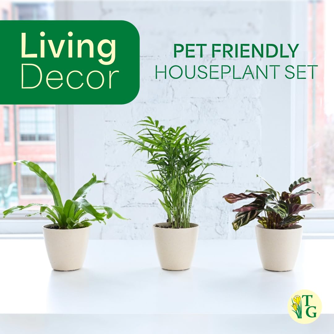 Thorsen's Greenhouse Live Pet Friendly Indoor Houseplants, Live Plants, Safe for Pets, 4" Diameter Pot, 3-Pack (Terra Cotta)