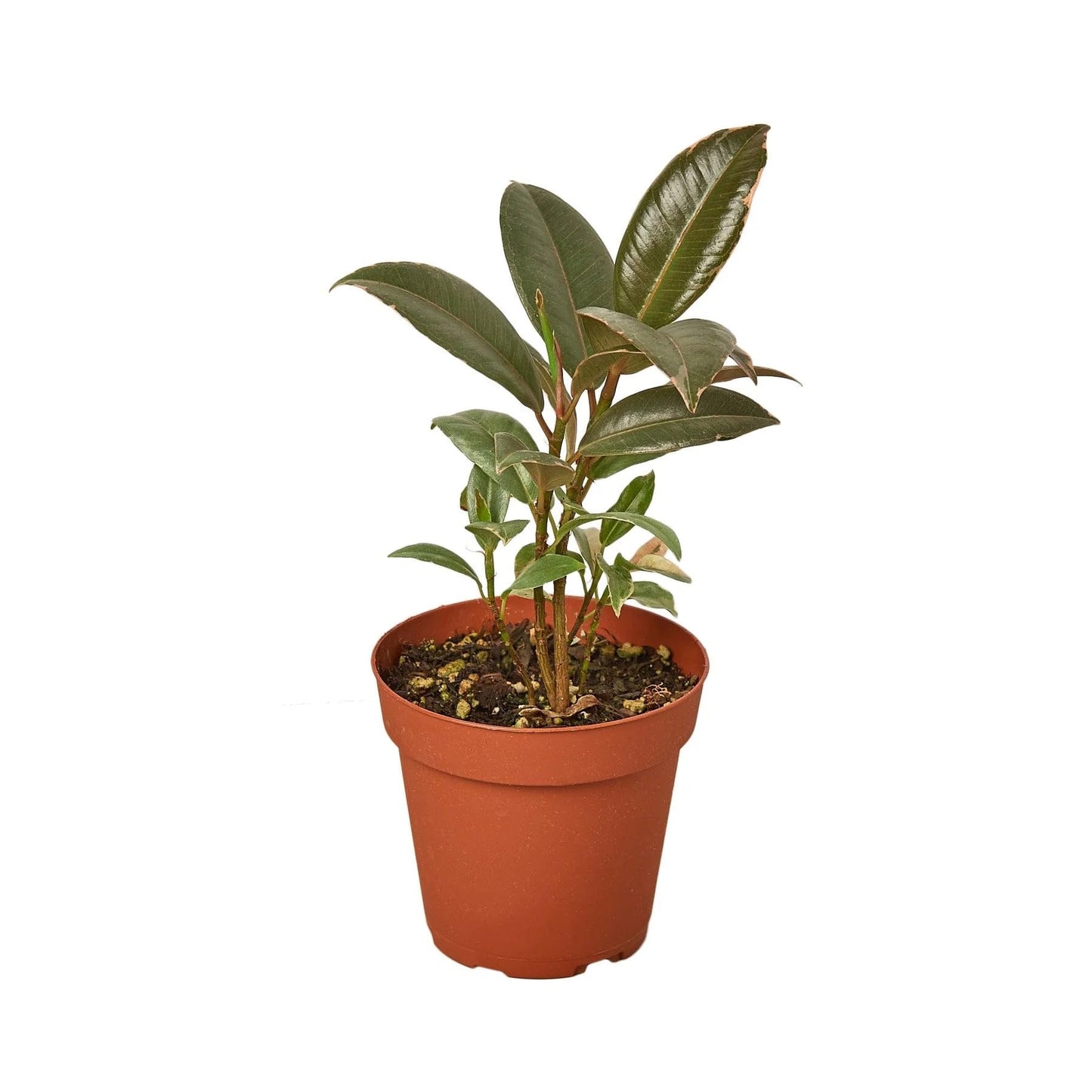 6 Pack Ficus Elastica 'Tineke' in 6in Pot - Live Plants Tropical Houseplants | Variegated | USA Growers | The Snobby Leaf