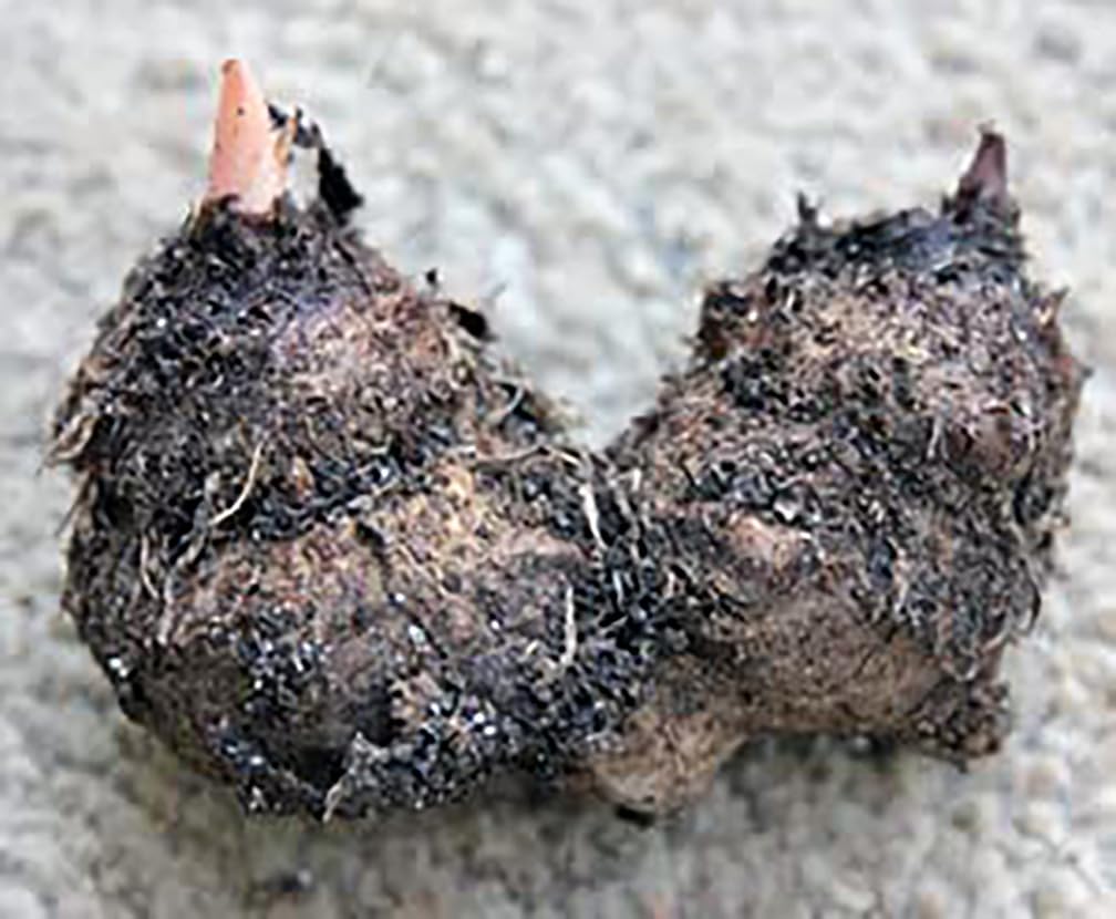 Dwarf Gingerland Caladium Bulbs - White with Red Marks - Top Size Roots - Hardy in Zones 9-11 - Compact Foliage for Gardens and Containers