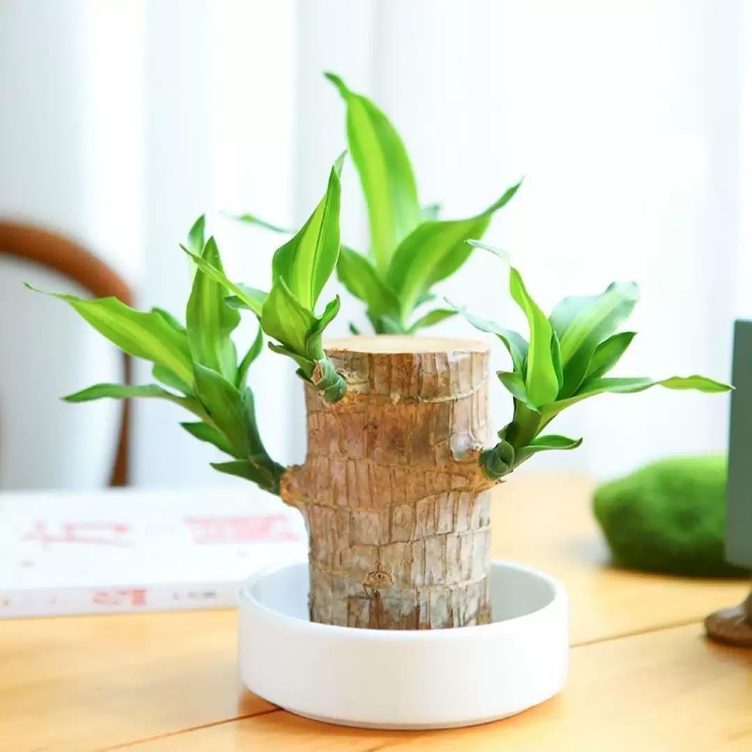 Brazilian Lucky Wood，Easy to Maintain and Purify the Air Brazilian Wood，Suitable for Living Rooms, Kitchens, Bedrooms, Desks, and Outdoor Gardens (2C)
