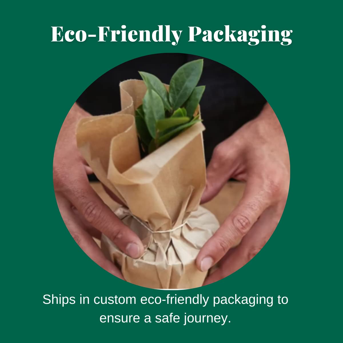 House Plant Shop | Peperomia 'Thailand' - 3" Pot | Live Indoor Plant | Free Care Guide