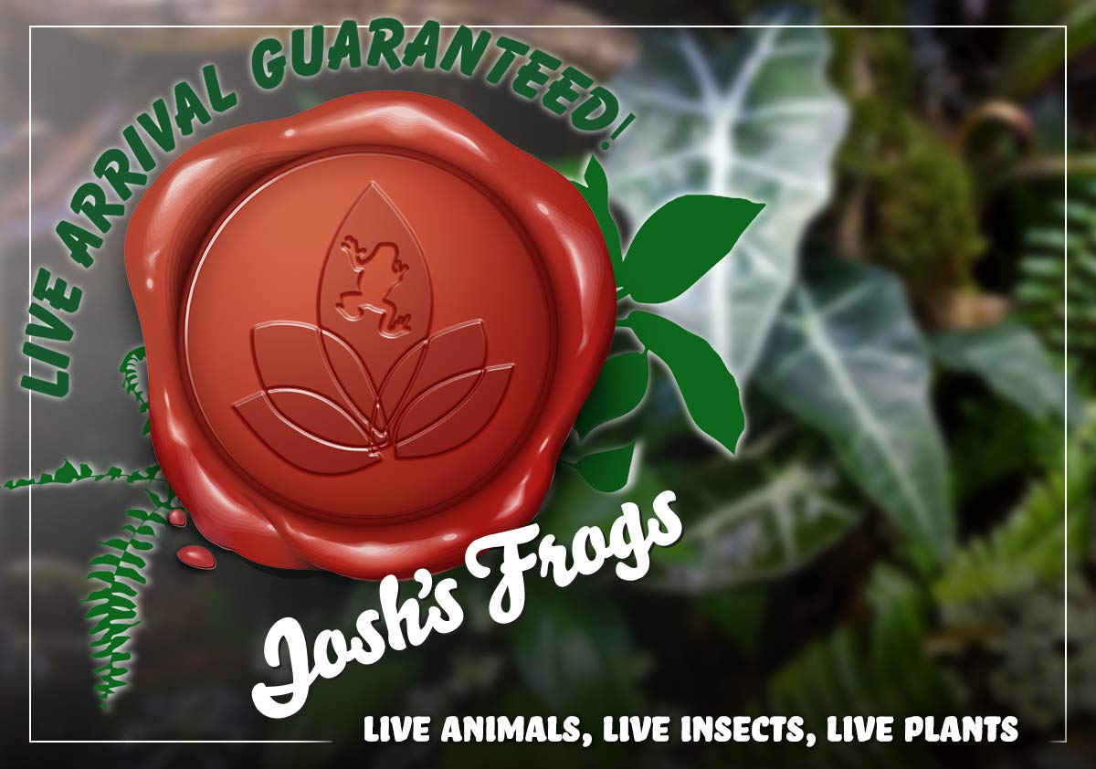 Josh's Frogs Philodendrons (Prince of Orange)