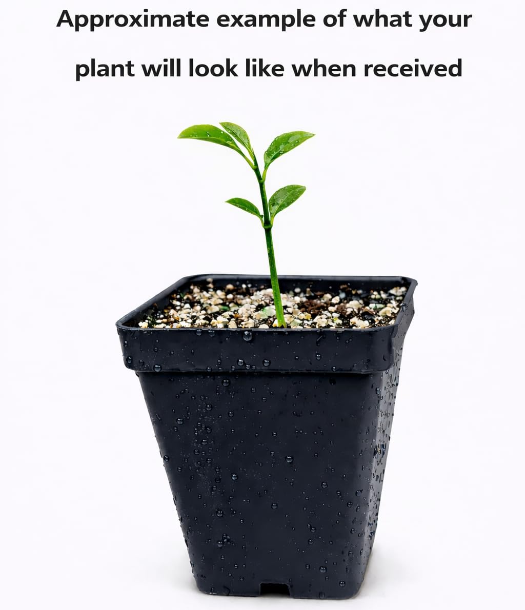 Mexican Key Lime Tree - 2-5 Inch Tall Live Plant - Potted Indoor/Outdoor Fruit Seedling - Citrus aurantifolia