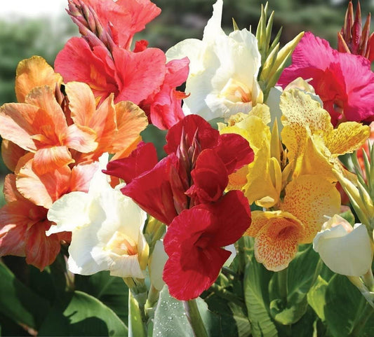Mixed Color Canna Lily Bulbs for Planting - Stunning Summer Lily Blooms (6 Bulbs)