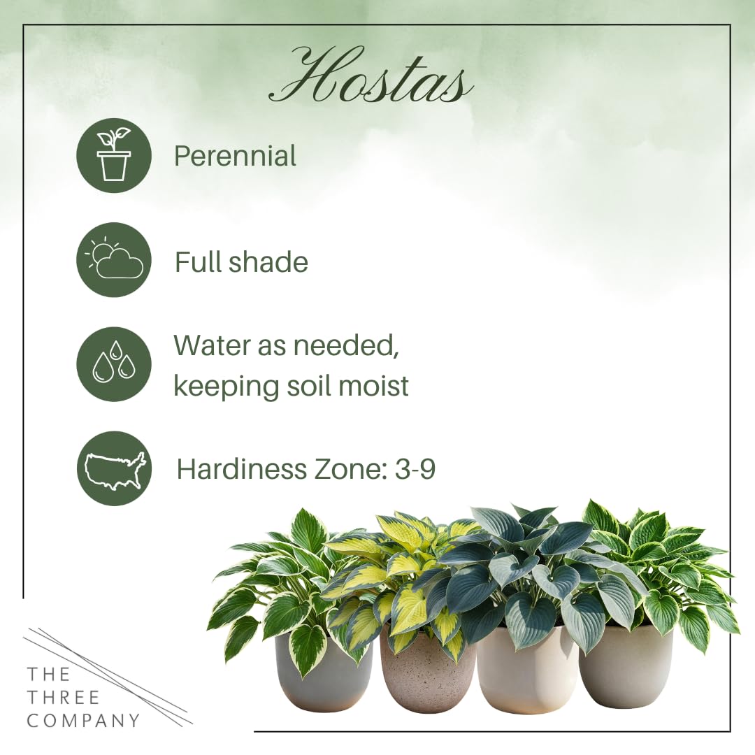 Live Perennial Hosta - First Frost (3 Plants Per Pack) Beautiful Accent Plant, 10" Tall by 4" Wide in 1 Qt Pot