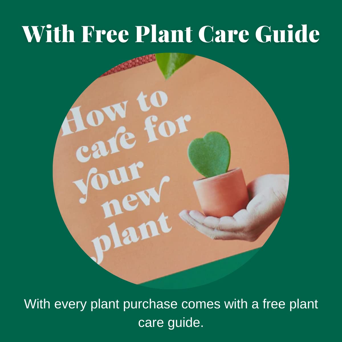 House Plant Shop | Peperomia 'Thailand' - 3" Pot | Live Indoor Plant | Free Care Guide