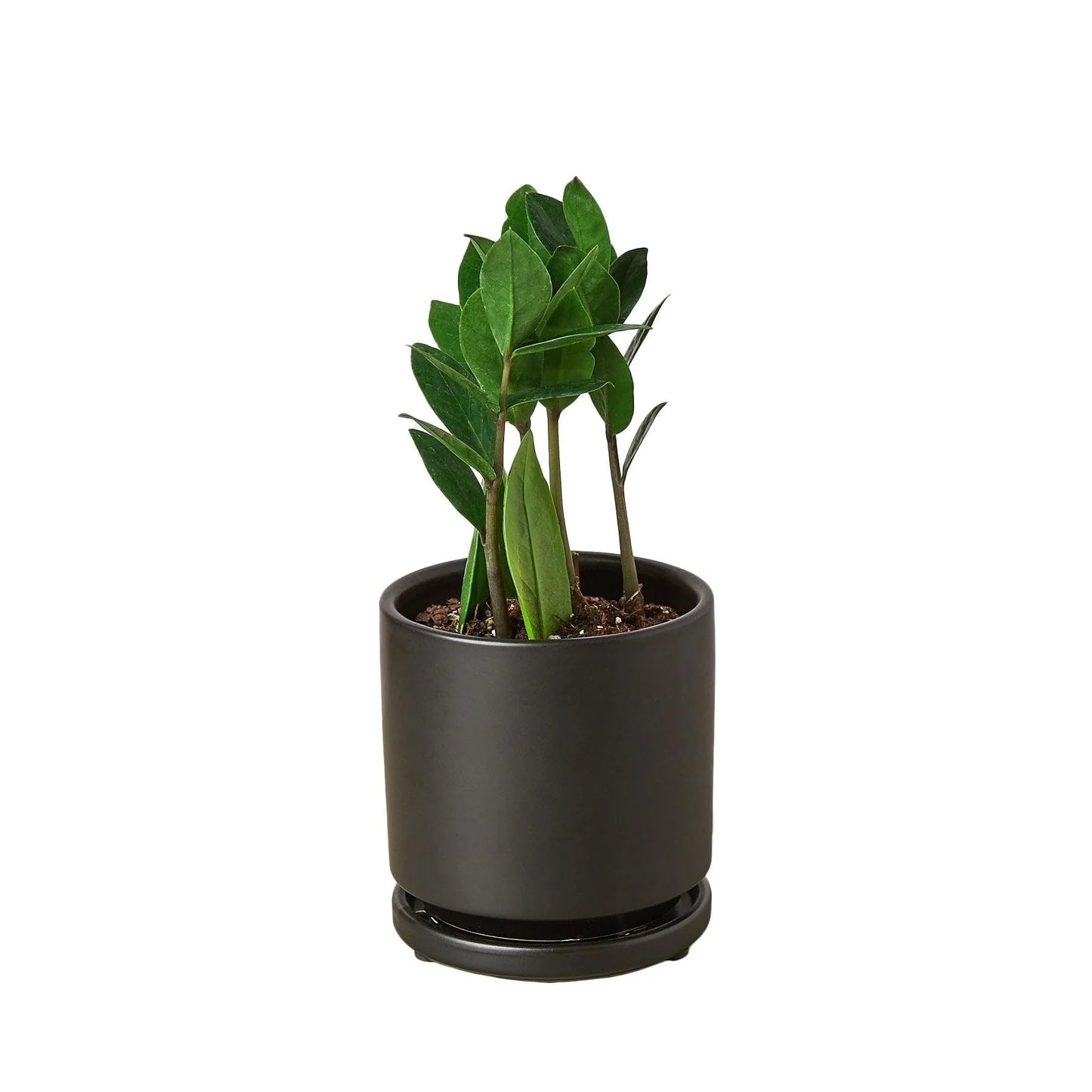 10 Pack Zamioculcas Zamiifolia ZZ in 4in Pot - Live Plants Tropical Houseplants | Variegated | USA Growers | The Snobby Leaf