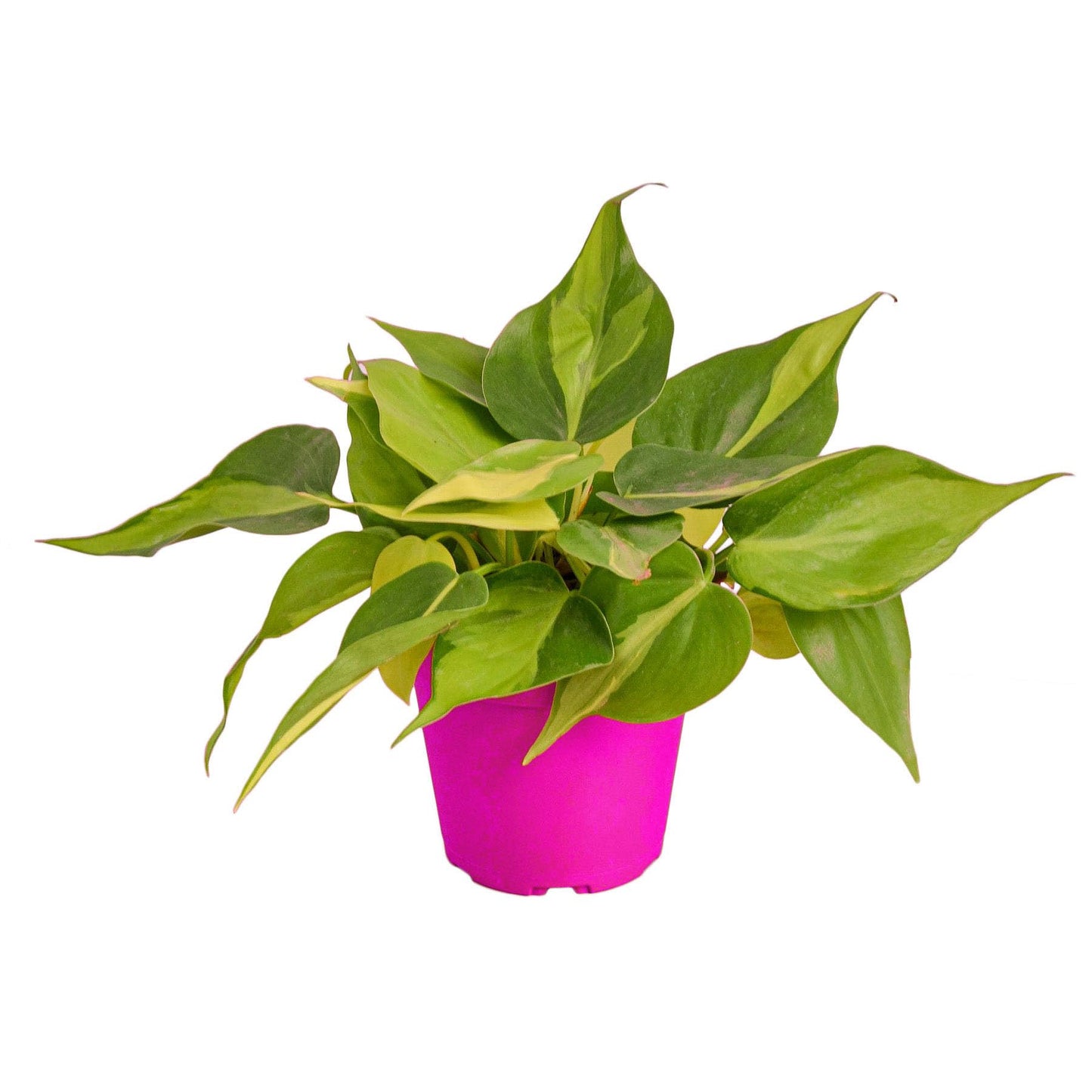 9 Pack Philodendron 'Brasil' in 3in Pot - Live Tropical Houseplant - Easy to Grow | Air Purifying | Variegated | USA Growers | The Snobby Leaf
