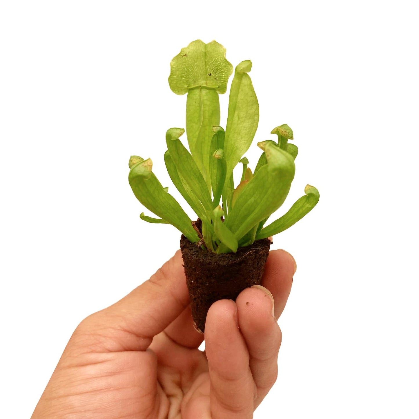 ragnaroc Sarracenia Purpurea SSP. Venosa 2-4" (Purple Pitcher Plant) 4ct – Live Plant for Indoor Outdoor Use, Carnivorous Plants – Live Arrival Guaranteed