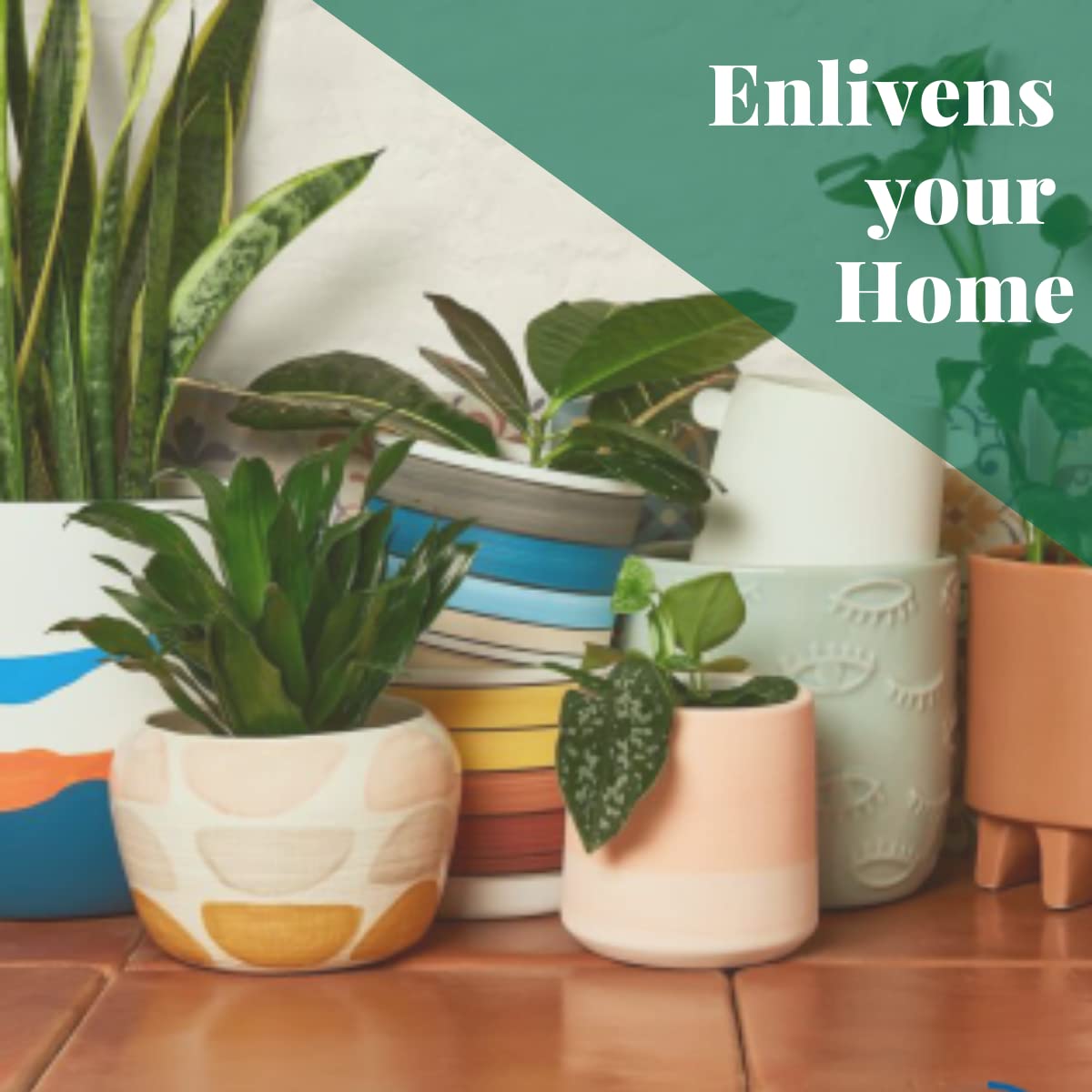House Plant Shop | Ponytail Palm - 3" Pot | Live Indoor Plant | Free Care Guide