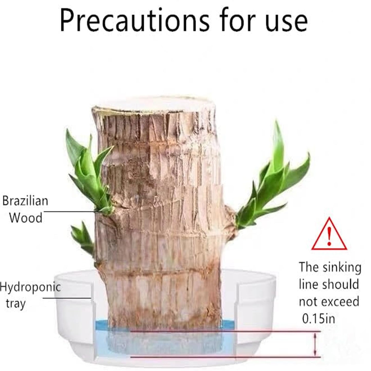 Brazilian Lucky Wood Plant,Brazilian Wood Doesn't Need to Wait to Sprout, Natural Air Cleaner, Suitable for Home Office Desk Decor (Yellow)