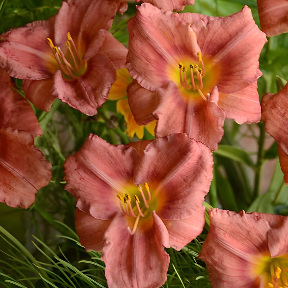 Votaniki Hemerocallis 'Rosey Returns Daylily' - Long Blooming, Perennial Daylily Bare Root for Plant | Perfect Addition to Any Garden - Easy to Gow and Low Maintenance (4 Pack)