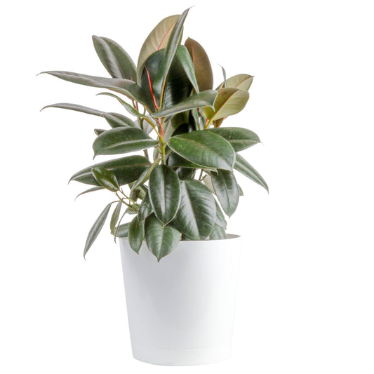 Costa Farms Ficus Live Plant in Decorative Pot, Large Floor Indoor Houseplant, Assorted Variety, Home, Room, or Office Decor, House Warming or Birthday Gift, 2-3 Feet Tall