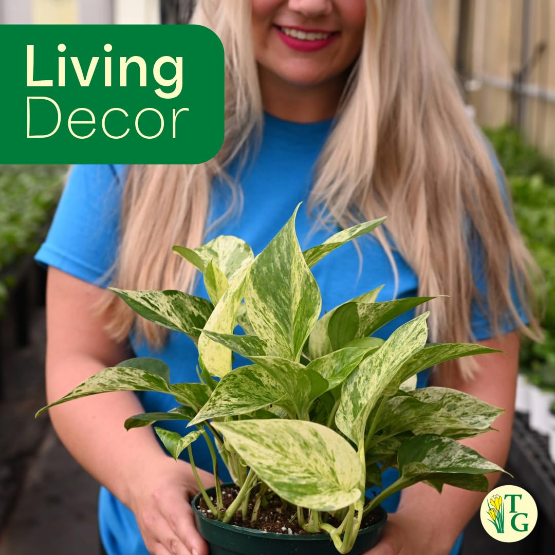 Thorsen's Greenhouse Marble Queen Pothos, Live Indoor Plant, Easy to Grow, Rare Variegated Houseplant, Natural Air Purifier, 4-inch Diameter Pot (Natural)