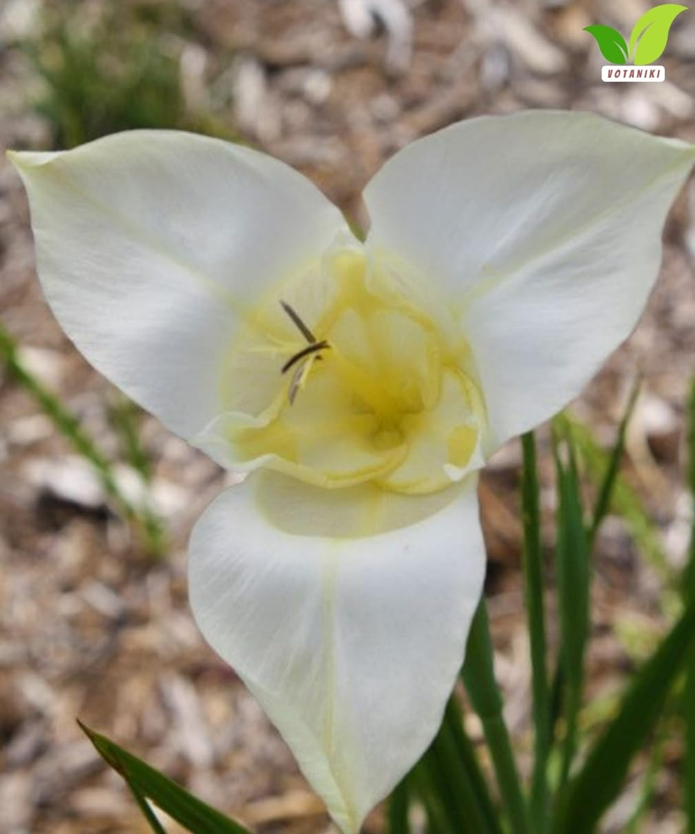 Votaniki Tigridia Pavonia Alba Immaculata Bulbs White Mexican Shell Flower Summer Bloom Garden Plants Cut Flower Use Sun to Part Sun Outdoor Planting (Pack of 5)