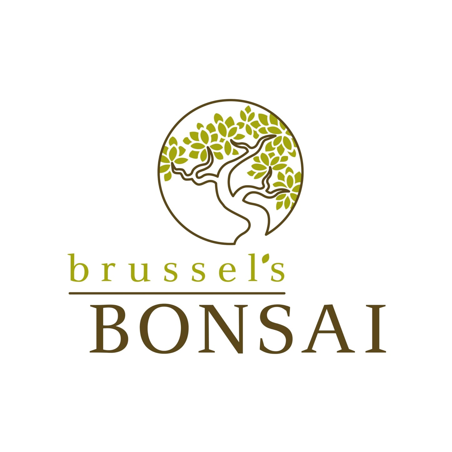 Brussel's Bonsai Live Ginseng Grafted Ficus Indoor Bonsai Tree - Medium, 6 Year, 8 to 12 In - Live Bonsai Tree in Ceramic Bonsai Pot and Humidity Tray