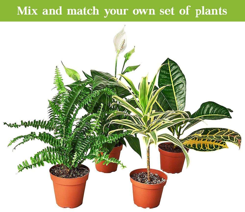 Philodendron Hederaceum Brasil Live Plant for Indoor | Different Houseplants in 3'' Pot | Real House Plant for Living Room, Office, Desk & Bathroom | Cordatum Brasil Cordatum