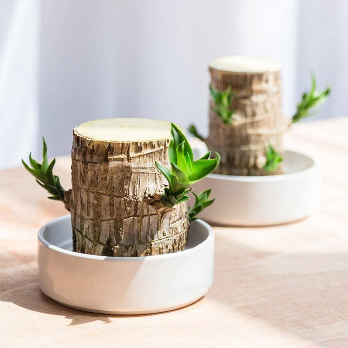 DOBOKS Lucky Wooden hydroponic Indoor Office Desk Surface Panel Green Plant Bonsai GRUIT Desktop Green Plant